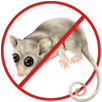 Possum Removal Prahran